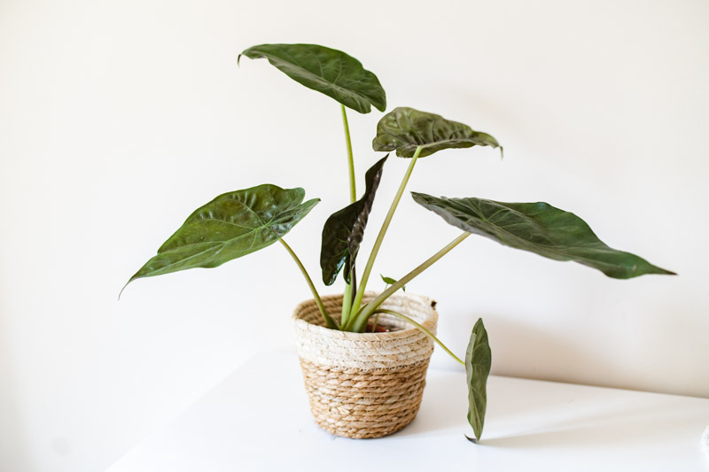 Alocasia wentii, Hardy Elephant Ear, Tropical Plant, Houseplant,