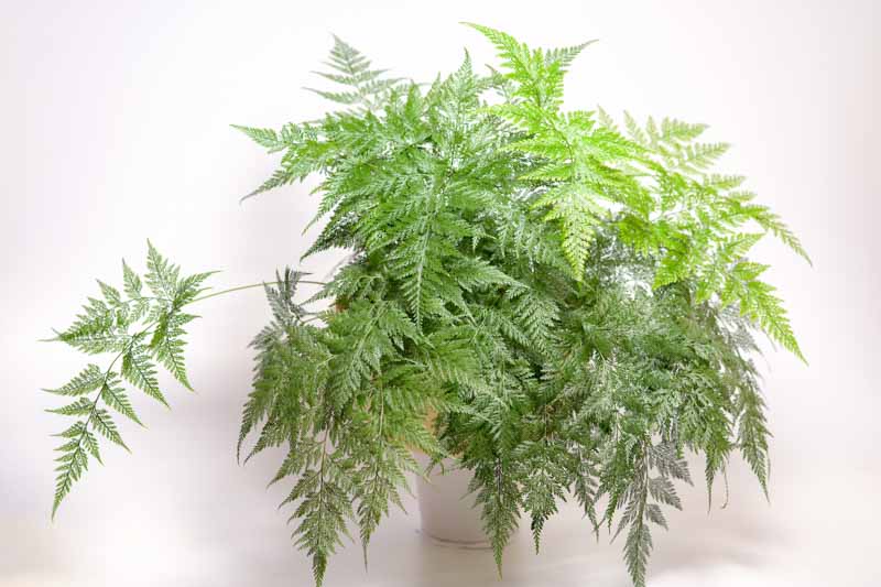Rabbit's Foot Fern, Davallia fejeensis, Indoor plants, indoor fern, terrarium, houseplants
