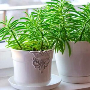 Peperomia ferreyrae, Happy Bean Peperomia, Pincushion Peperomia, Houseplant, House Plant