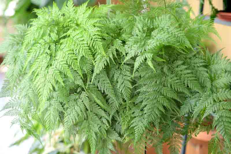 Rabbit's Foot Fern, Davallia fejeensis, Indoor plants, indoor fern, terrarium, houseplants