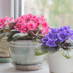 African Violet, Violet, Indoor Plant, Houseplant