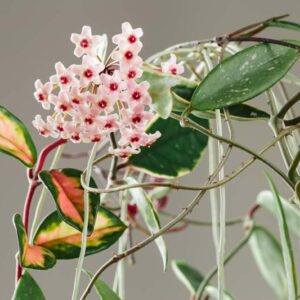 Hoya carnosa Krimson Princess, Hoya Krimson Princess, Wax Plant Krimson Princess