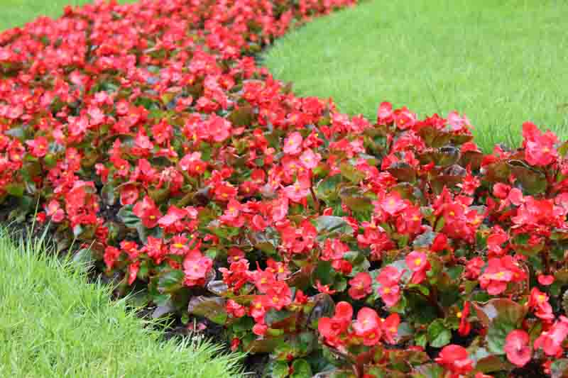 Wax Begonia, Bedding Begonia, Wax Plant, Begonia semperflorens, indoor plants, houseplant, houseplants