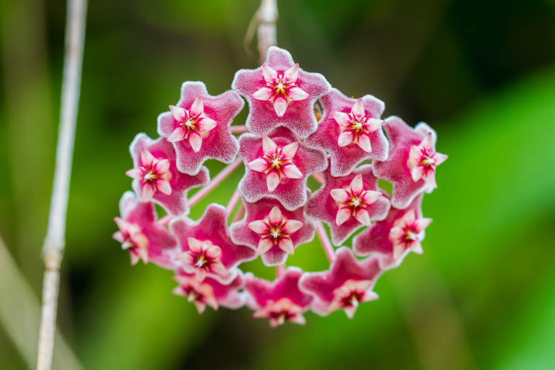 Hoya carnosa, Honey Plant, Porcelainflower, Porcelain Flower, Wax Plant