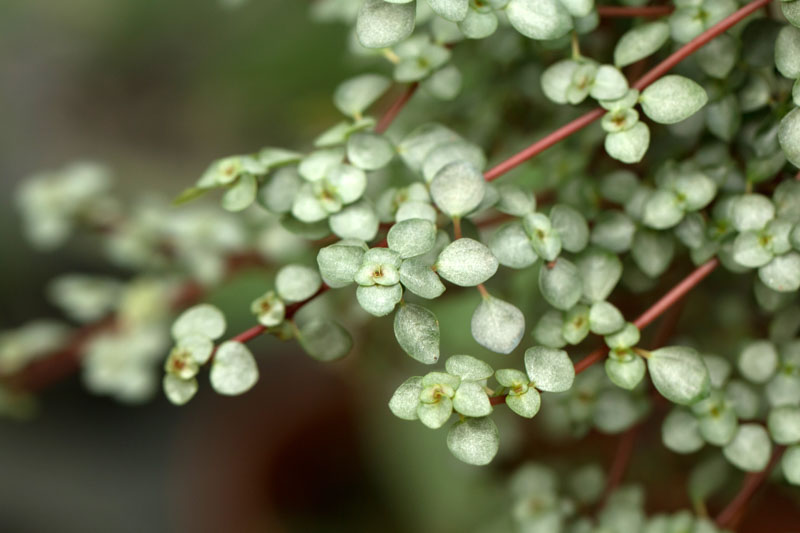 Silver Sparkle Pilea, Gray Artillery Plant, Pilea glauca, Houseplant, Tropical Plant, Indoor Plant, Terrarium