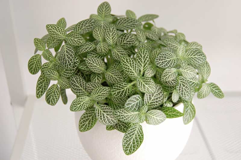 Jewel Plant, Mosaic Plant, Nerve Plant, Silver Nerve, Silver Nerve Plant, Fittonia albivenis, Houseplant