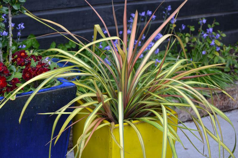 Cordyline Cha Cha, Cabbage Palm, Exotic Plant, Evergreen Shrubs