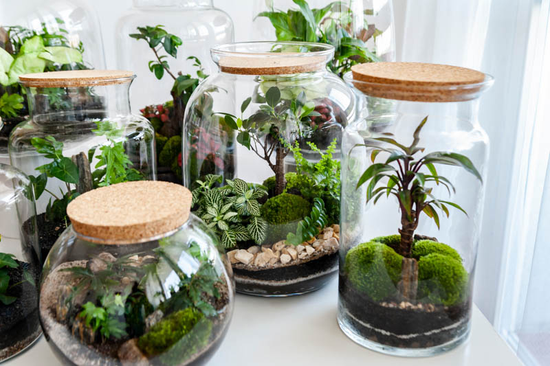 Closed Terrarium, Terrarium Plants, Terrarium