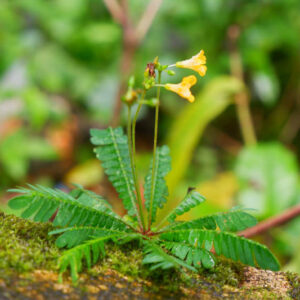 Little Tree Plant, Sensitive Plant, Biophytum Sensitivum, Houseplant, Terrarium