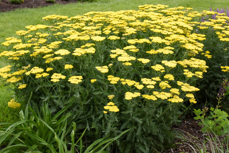 Achillea Millefolium 'Sassy Summer Lemon', Achillea 'Sassy Summer Lemon', 'Sassy Summer Lemon' Yarrow, Yellow Yarrow, Yellow Milfoil, Yellow flowers, Drought Tolerant flowers