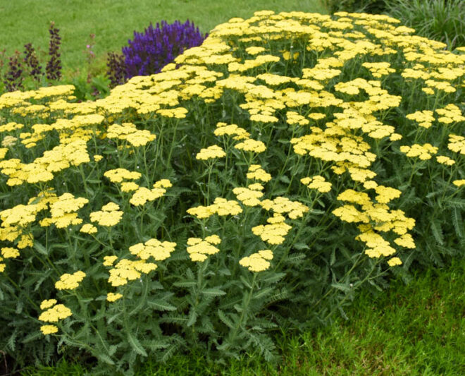 Achillea Millefolium 'Sassy Summer Lemon', Achillea 'Sassy Summer Lemon', 'Sassy Summer Lemon' Yarrow, Yellow Yarrow, Yellow Milfoil, Yellow flowers, Drought Tolerant flowers