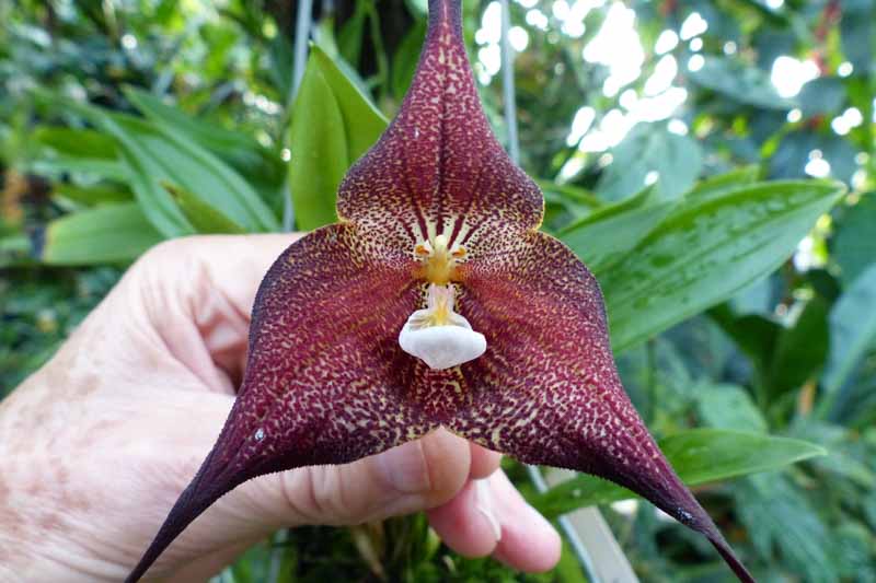 Dracula Orchid, Monkey Orchid, Orchids, Terrarium