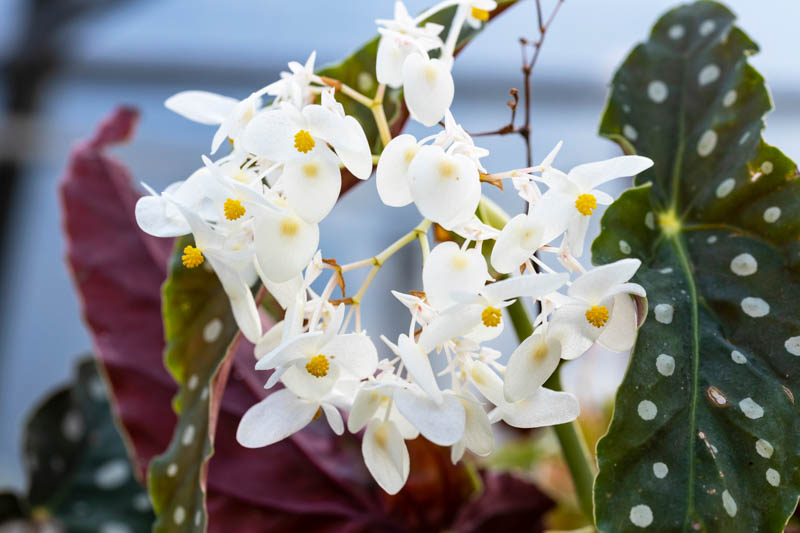 Begonia maculata, Polka Dot Begonia, Spotted Begonia, Trout Begonia