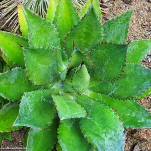 Agave bovicornuta, Cowhorn Agave, Succulent, Agave