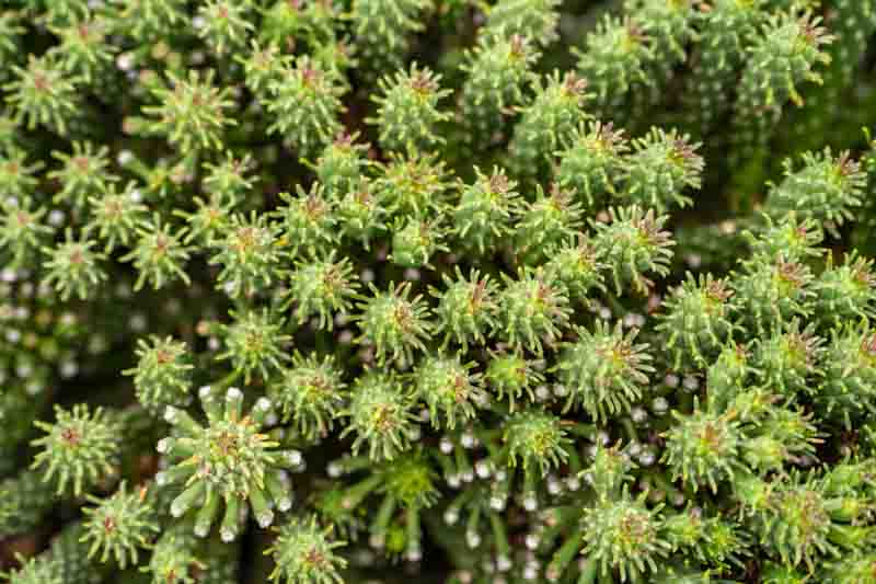 Medusa Head, Euphorbia caput-medusae, Succulent, Drought tolerant Plant