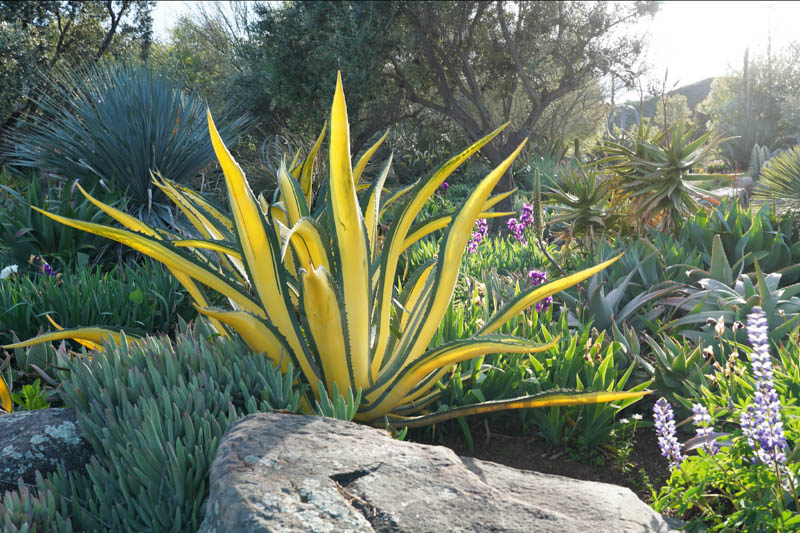 Agave salmiana var. ferox 'Medio Picta', Agave salmiana var. ferox, Succulent, Agave, Variegated Agave