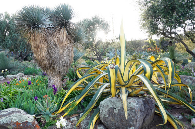 Agave salmiana var. ferox 'Medio Picta', Agave salmiana var. ferox, Succulent, Agave, Variegated Agave