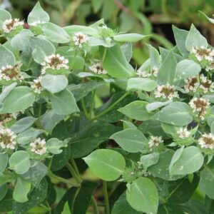 Pycnanthemum muticum, Blunt Mountain Mint, Mountain Mint, Short-toothed Mountain Mint, Native Plant