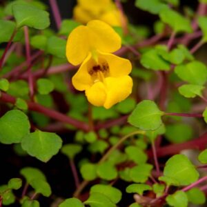 Impatiens repens, Creeping Balsam, Ceylon Jewelweed, Groundcover, Hanging Basket