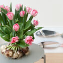 Pink Tulips, Pink Tulip, Tulip Foxtrot