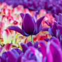 Tulip Mania, Tulip Fever, Tulips, Tulip, Tulip Flowers, Spring Flowers