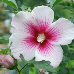 Hibiscus Paraplu Pink Ink®, Rose of Sharon s Paraplu Pink Ink, Shrub Althea s Paraplu Pink Ink, Flowering Shrub, Pink flowers, Pink Hibiscus
