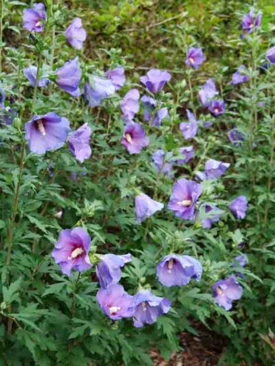 Hibiscus Paraplu Violet®, Rose of Sharon s Paraplu Violet, Shrub Althea s Paraplu Violet, Flowering Shrub, Purple flowers, Purple Hibiscus