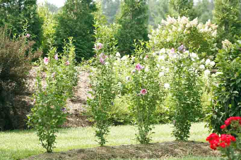 Hibiscus syriacus Purple Pillar, Rose of Sharon Purple Pillar, Shrub Althea Purple Pillar, Flowering Shrub, Purple flowers, Purple Hibiscus