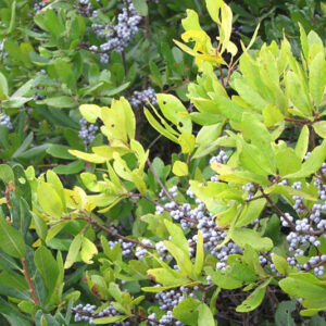 Myrica pensylvanica, Bayberry, Candleberry, Northern Bayberry, Swamp Candleberry, Morella pensylvanica