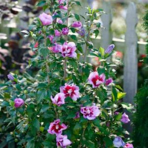 Hibiscus syriacus Purple Pillar, Rose of Sharon Purple Pillar, Shrub Althea Purple Pillar, Flowering Shrub, Purple flowers, Purple Hibiscus
