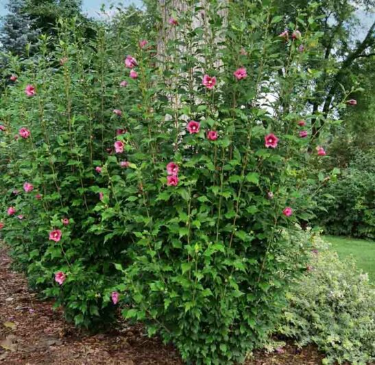 Hibiscus syriacus Red Pillar, Rose of Sharon Red Pillar, Shrub Althea Red Pillar, Flowering Shrub, Red flowers, Red Hibiscus