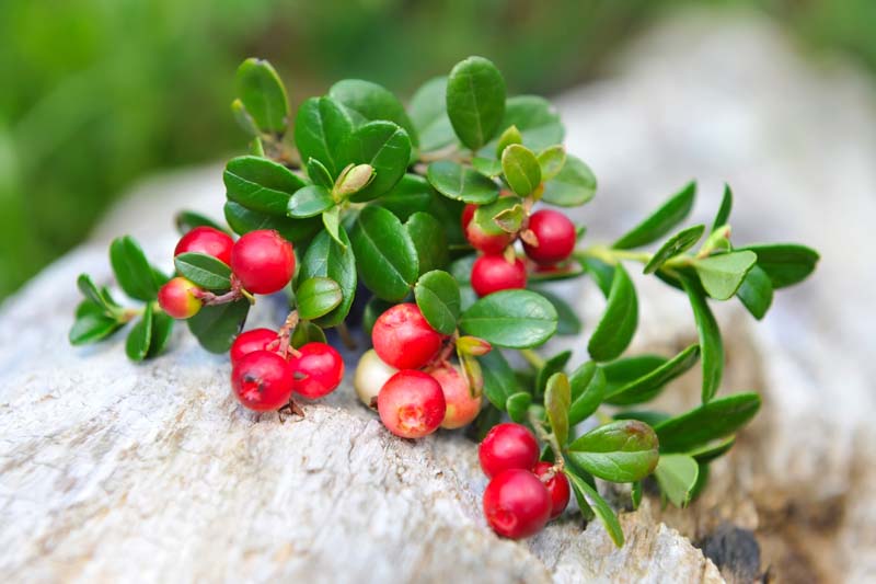 Lingonberry, Partridgeberry, Mountain Cranberry, Cowberry, Vaccinium vitis-idaea, berries, evergreen shrub