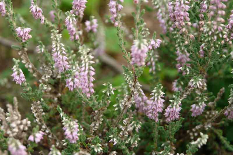 Calluna Vulgaris 'Silver Knight', Heather 'Silver Knight', Ling 'Silver Knight', Scottish Heather 'Silver Knight', Scots Heather 'Silver Knight', Lavender Flowers,Silver Heath, Silver Heather