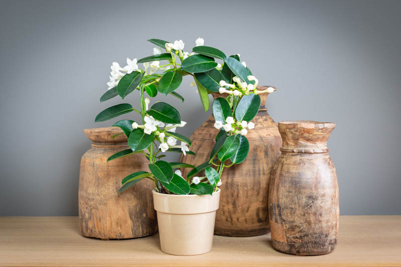 Madagascar Jasmine, Bridal Wreath, Bride's Flower, Clustered Wax Flower, Hawaiian Wedding Flower, Wax Flower, Stephanotis floribunda, Houseplant, Hanging Basket
