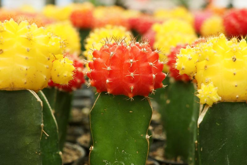 Chin Cactus, Moon Cactus, Plaid Cactus, Gymnocalycium mihanovichii, Succulent, Succulents, Terrarium