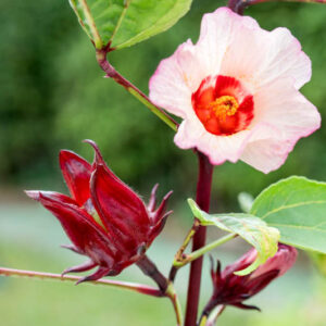 Roselle, hibiscus sabdariffa, Florida Cranberry, Indian Sorrel, Jamaican Tea, Maple-Leaf Hibiscus, October Hibiscus, Red Sorrell