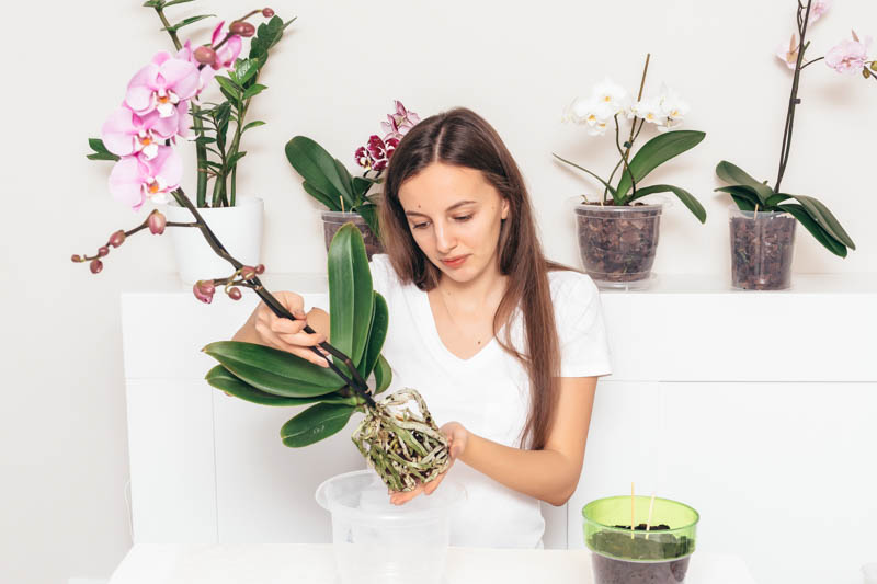 How to repot an orchid, Repotting an orchid, Orchid, Orchids, Orchid Care