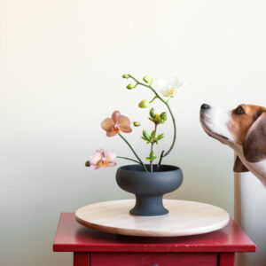 Orchid, Orchids,Toxic to Dogs, Poisonous to Dogs, Indoor Plants, Houseplants,