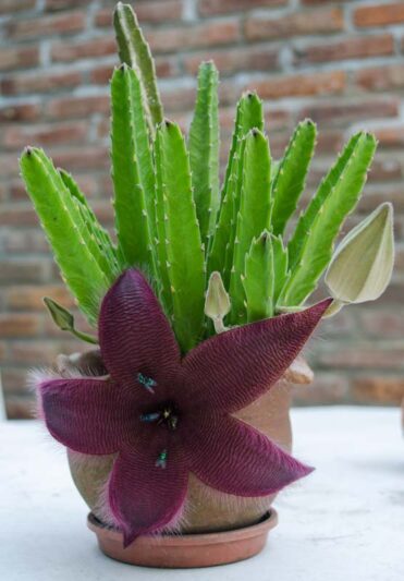 Carrion Flower, Carrion Plant, Starfish Flower, Giant Toad Plant, Starfish Cactus, Stapelia grandiflora