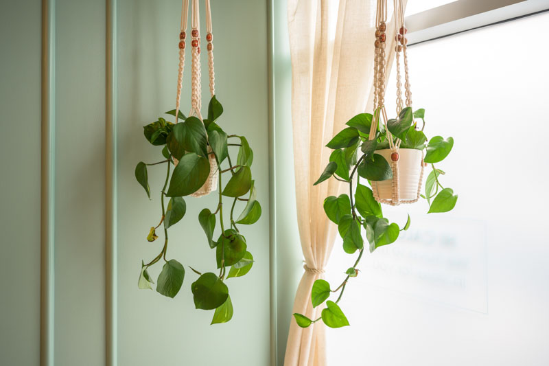 Indoor Vining Plant, Indoor Trailing Plant, Indoor Climbing Vine, Home Decor, Hanging Basketsa