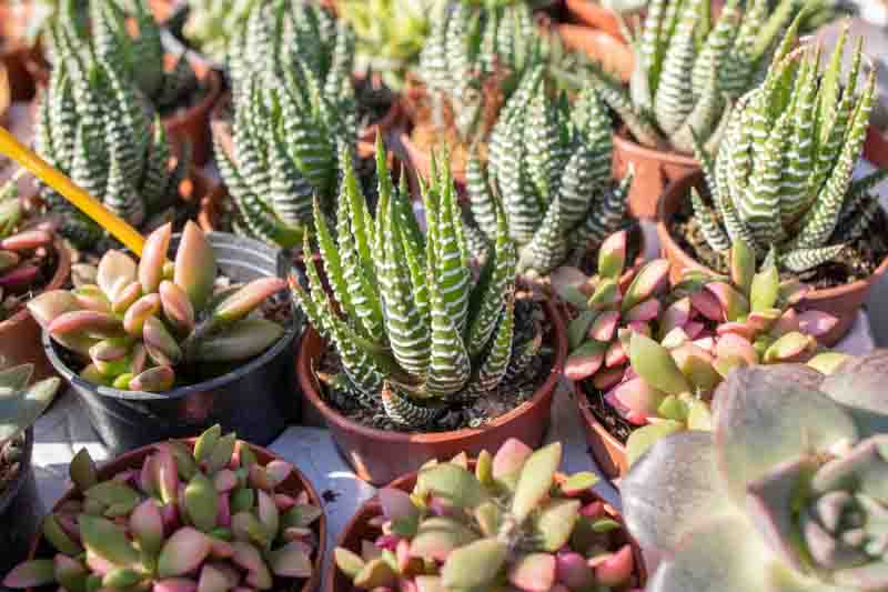Sand Rose, Anacampseros rufescens, Succulent,Succulents, Terrarium, Drought Tolerant Plant