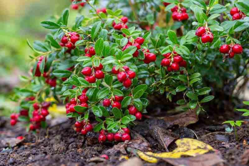 Lingonberry, Partridgeberry, Mountain Cranberry, Cowberry, Vaccinium vitis-idaea, berries, evergreen shrub