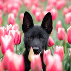 Are tulips toxic to dogs? Are tulips poisonous to dogs?