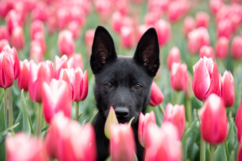 Are tulips toxic to dogs? Are tulips poisonous to dogs?