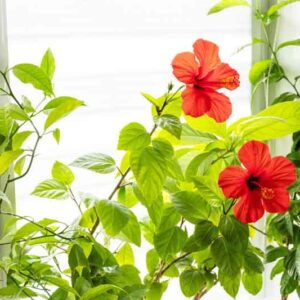 Hibiscus leaves, Yellow Leaves, Hibiscus, Hibiscus plant, Hibiscus flowers, Hibiscus plants