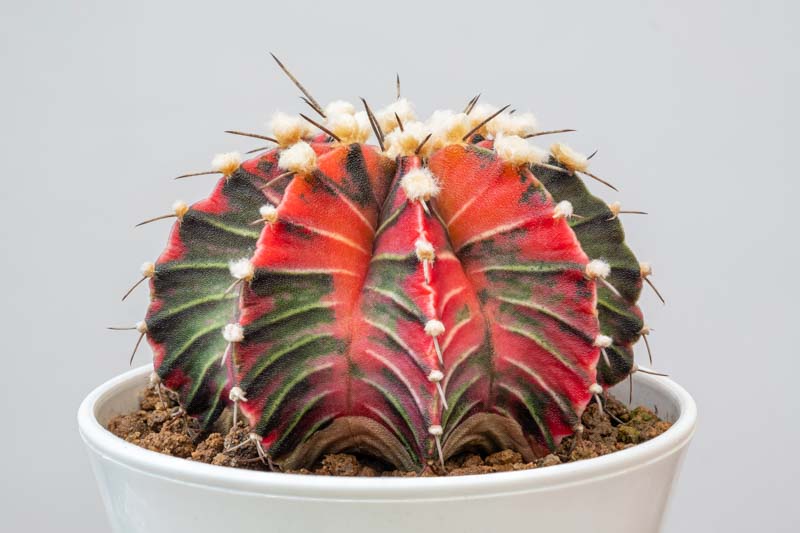 Chin Cactus, Moon Cactus, Plaid Cactus, Gymnocalycium mihanovichii, Succulent, Succulents, Terrarium