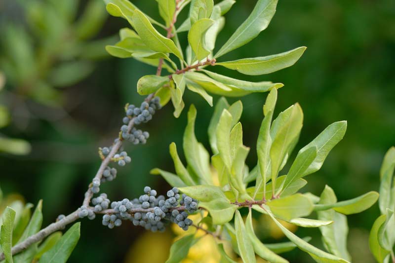 Myrica pensylvanica, Bayberry, Candleberry, Northern Bayberry, Swamp Candleberry, Morella pensylvanica
