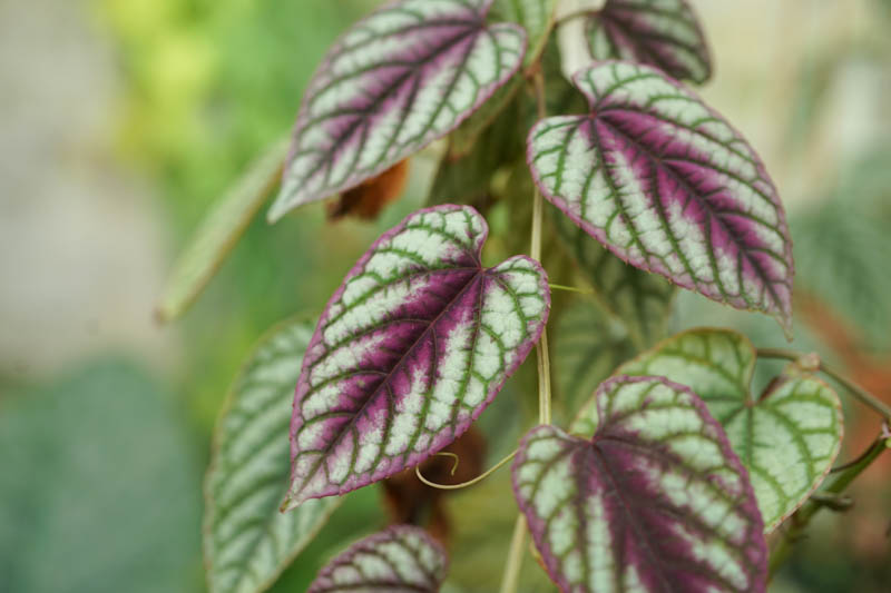 rex begonia vine, cissus discolor, houseplant, indoor plant, hanging baskets