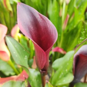 Montevideo Cally Lily, Calla Lily 'Montevideo, Zantedeschia Montevideo, Arum Lily 'Montevideo', Calla Lilies, Arum Lilies, Black Calla lilies, Purple Calla Lillies