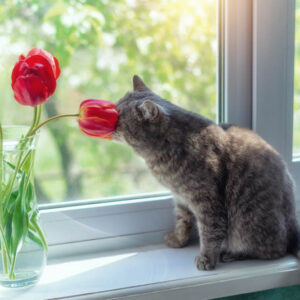 Are tulips toxic to cats? Are tulips poisonous to cats?